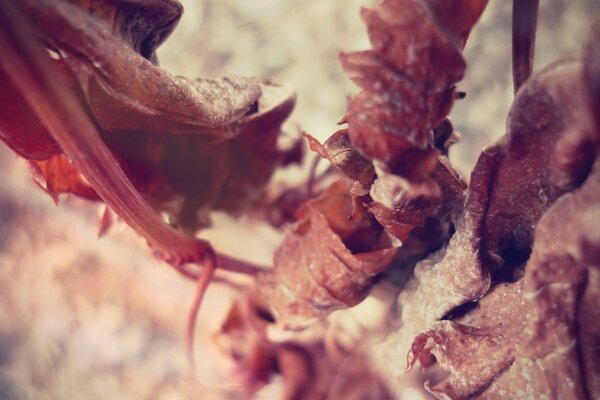 Immagine della natura con la fotografia macro