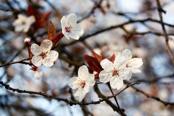 Cherry blossoms on a tree macro photography