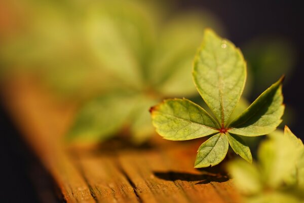 Macro photography of plants with a blurred background