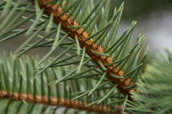 Macro fotografía agujas verdes en una rama de pino