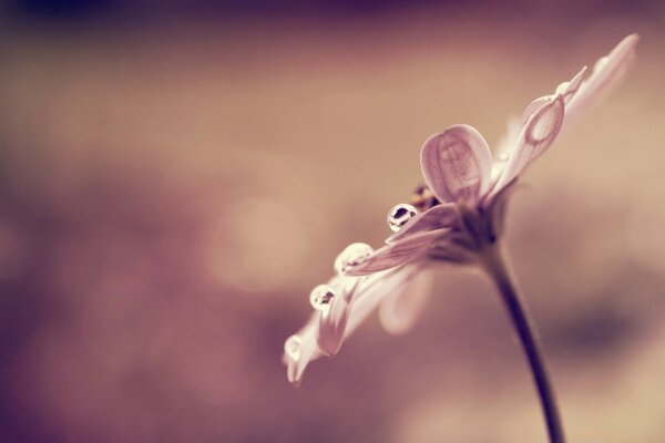 Black and white macro photography of a flower