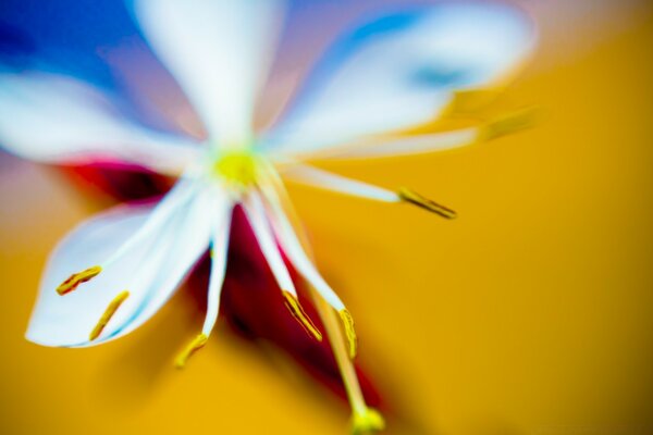 Macro Photography of Nature blurred leaf