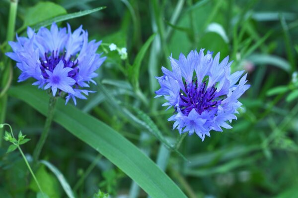 Wildblumen im grünen Gras