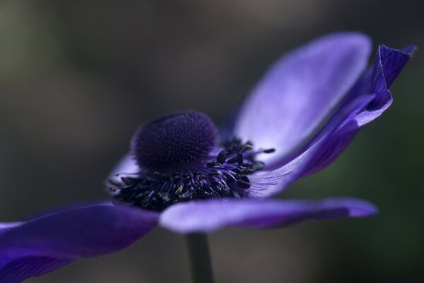 Blurred purple flower in macro photography