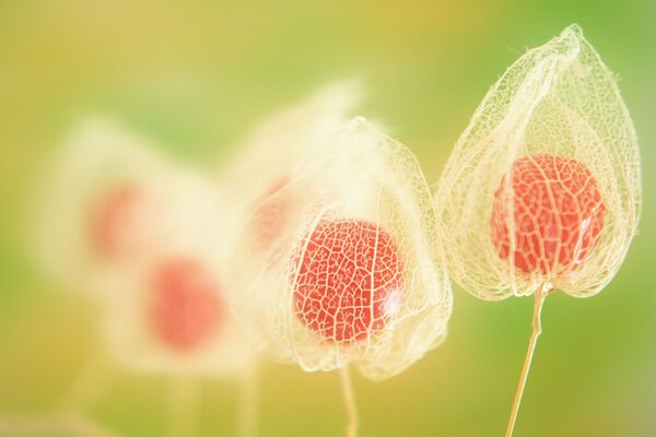 Macro photography of summer nature, flower