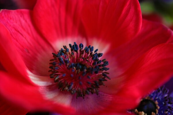 A flower in nature in summer