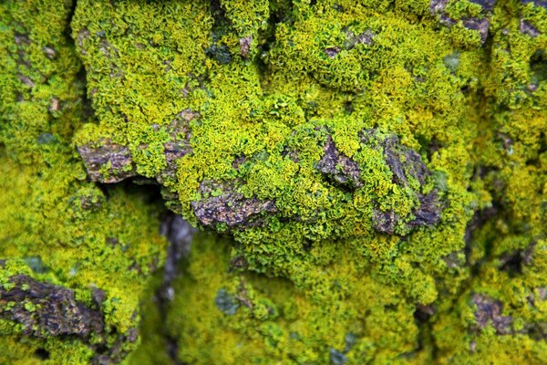 Macro di muschio verde su una pietra