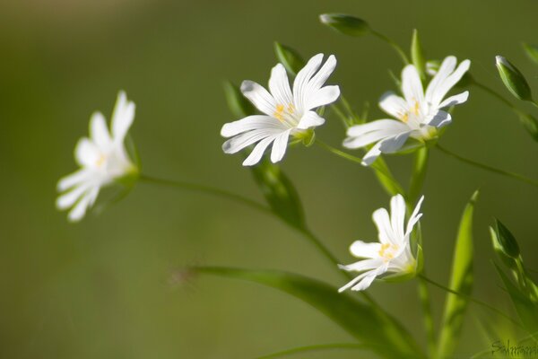 Macro photography. Daisies. Flora. Summer