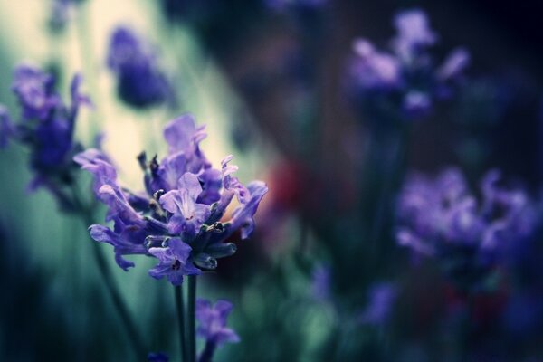 Iris sind die schönsten Blumen