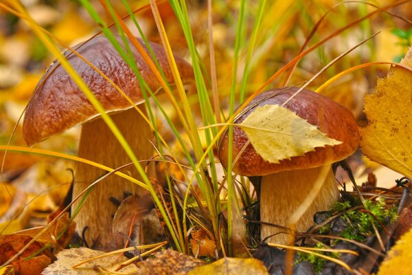 Porcini mushrooms in yellow leaves