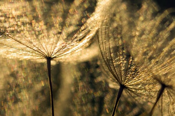 Macro photography. Annotation. Flora outdoors