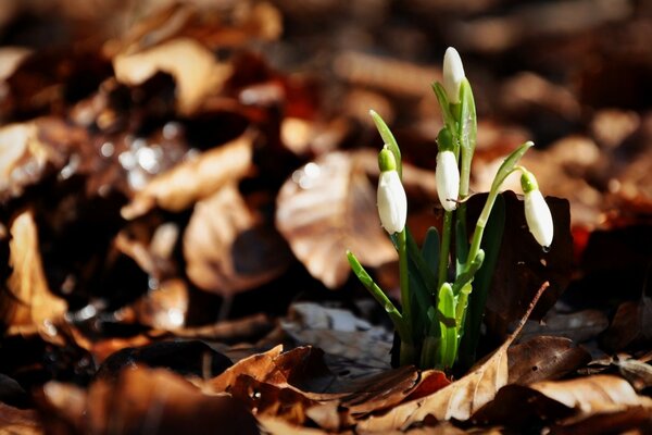 Erwachen des frühen Frühlings im Wald