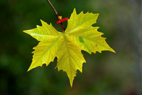 Macro fotografía otoño hoja de arce