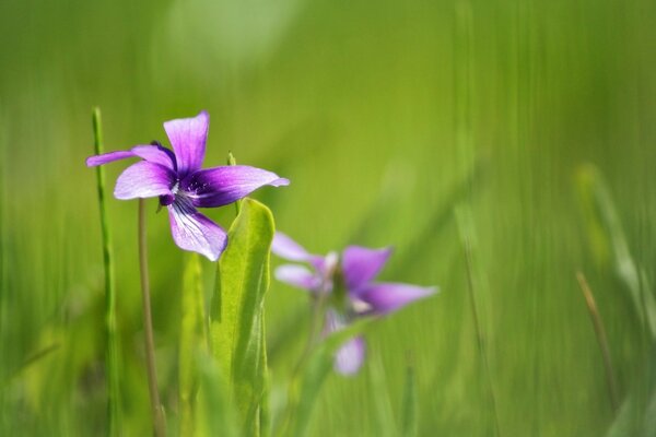 Violette Blume Makro auf grünem Hintergrund