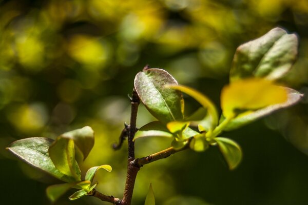 The rebirth of the tree in the middle of summer