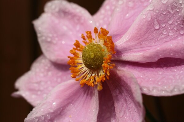 Macro d une fleur délicate avec des carilles de rosée