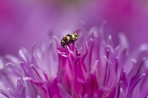 Tiny insects on a flower