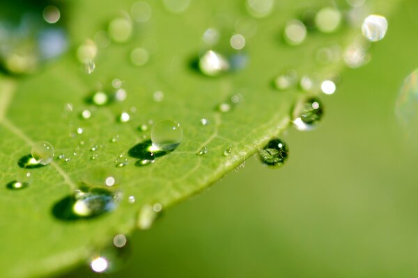 Macro photography of dew drops on a plant