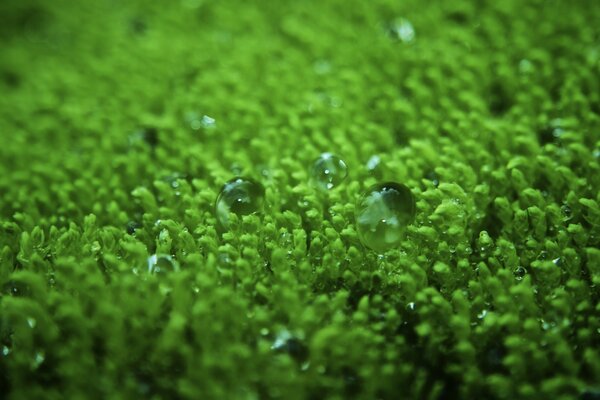 Macro caída de lluvia en el rocío