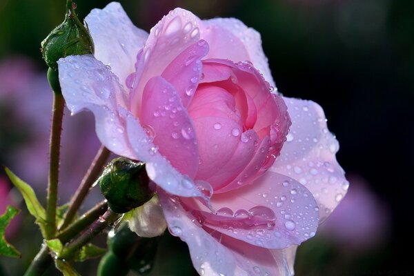 Gouttes de pluie sur des lepistes roses