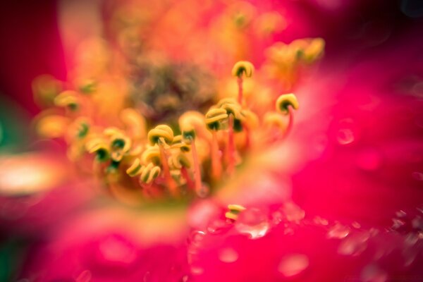 Pink flower near dew drops