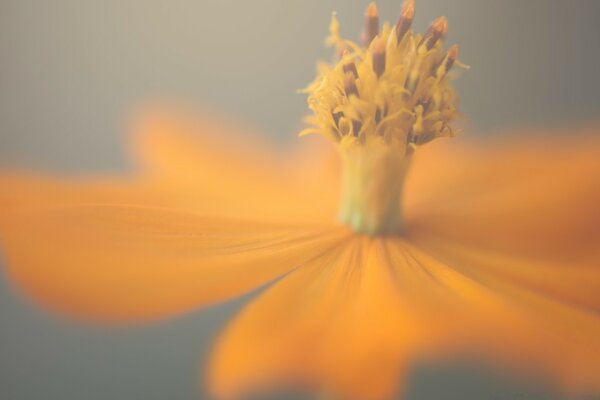 Orange und gelbe Blume Kosmos