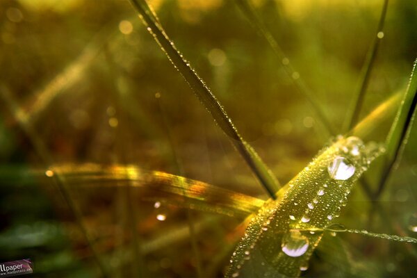 Tautropfen auf dem Gras im Sonnenlicht