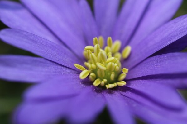 Lila Blume mit gelben Staubblättern