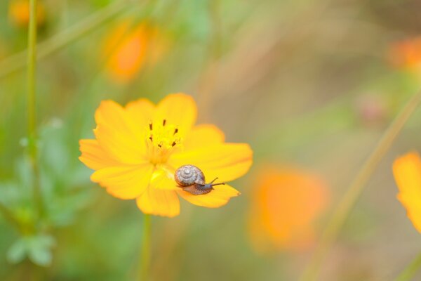 Macro photography of a snail on a flower petal