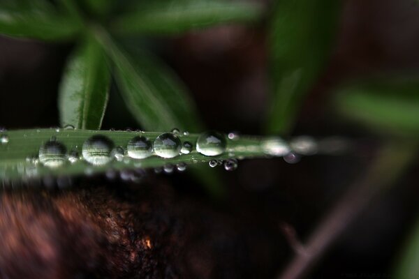 Fotografía macro de una gota de rocío en una hoja