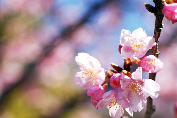 Macro de fleurs de cerisier en fleurs