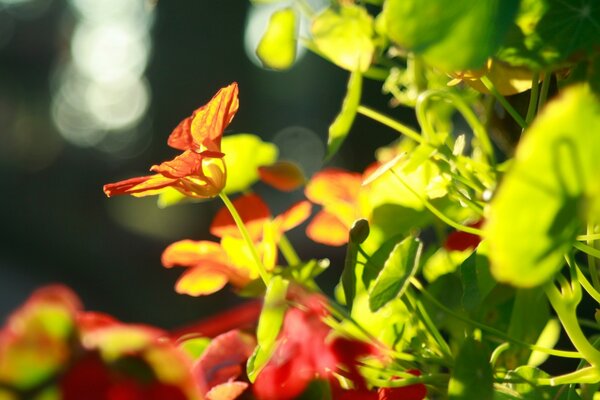 Macro fotografía de la naturaleza del Jardín de otoño