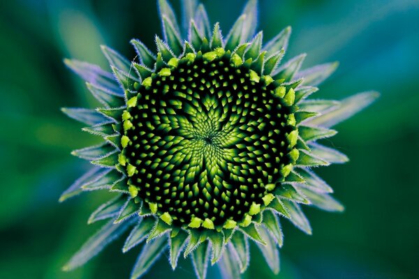 Die Blüte in warmen Strahlen blühen