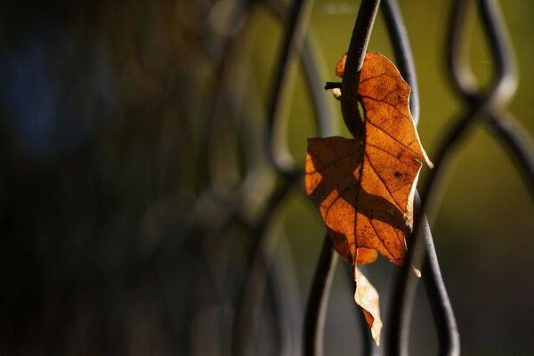 Herbstblatt in der Sonne