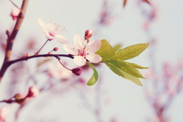 Nahaufnahme von Kirschzweigen im Frühling blühen