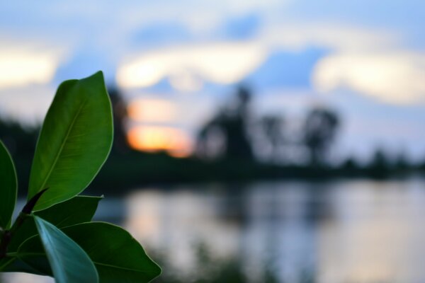 Toute la nature dans une image