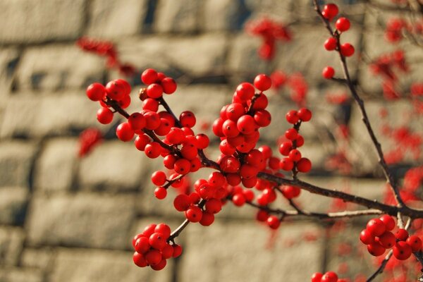 On the branches of mountain ash bunches of berries