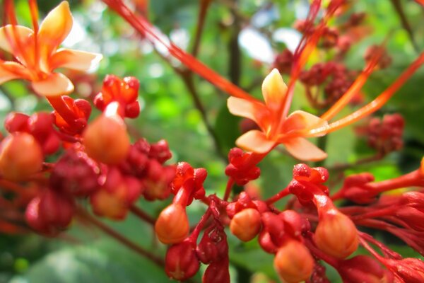 Planta floreciente, tomada en grande