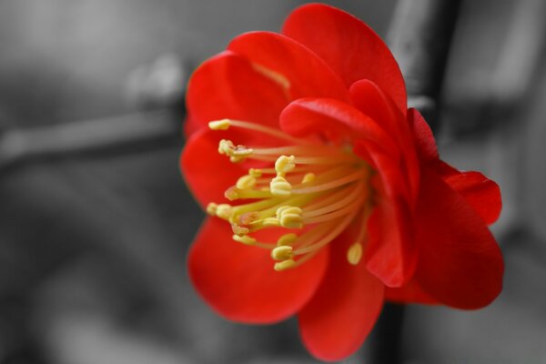 Fotografía macro de la flor con efecto de desenfoque