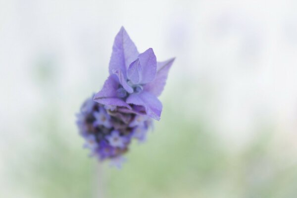 Schöne Blume, die in der Luft schwebt