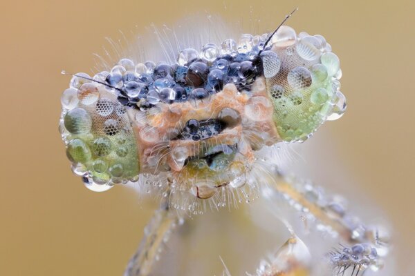 Insect close-up