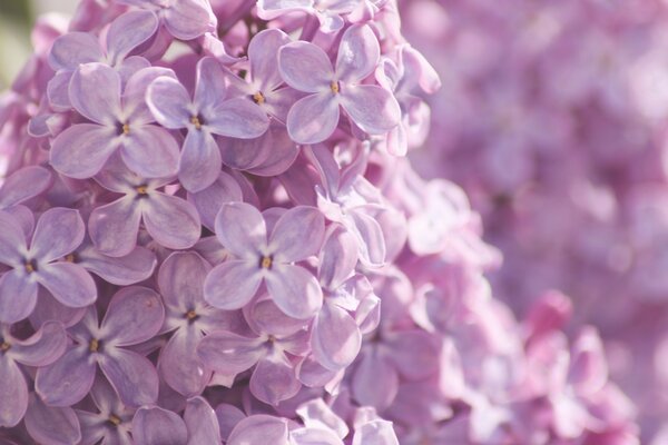 Macro photography of blooming lilac flowers