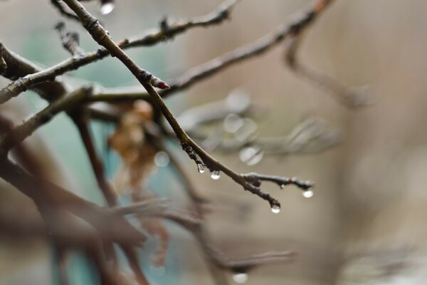 Gouttes de rosée sur une branche