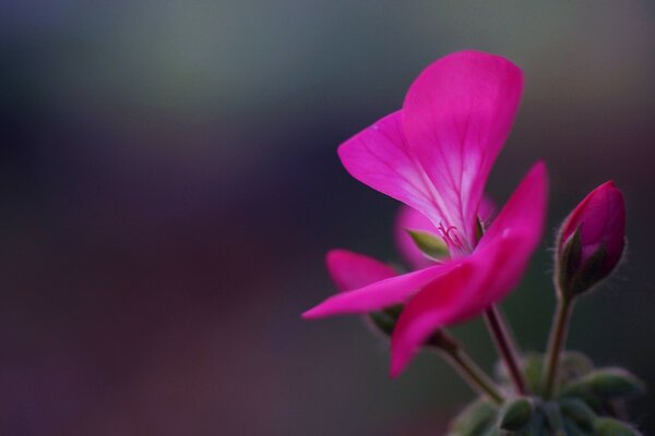 Belles fleurs sur fond flou