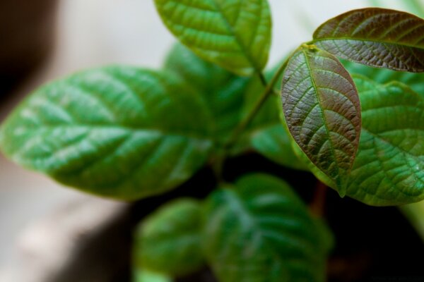 Fotos de hojas de plantas de tiza