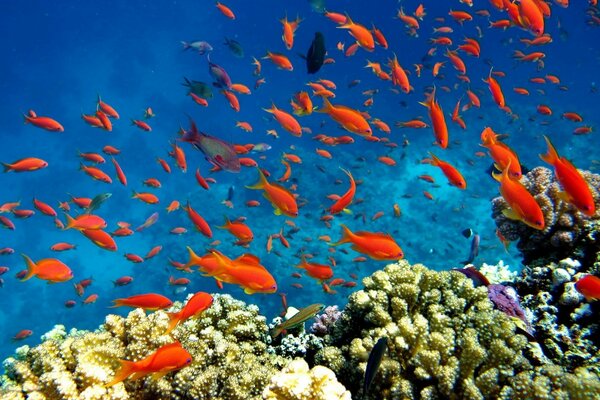Photographie sous-marine de poissons de corail. Récif