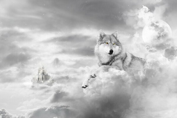 Wolf on the background of white winter