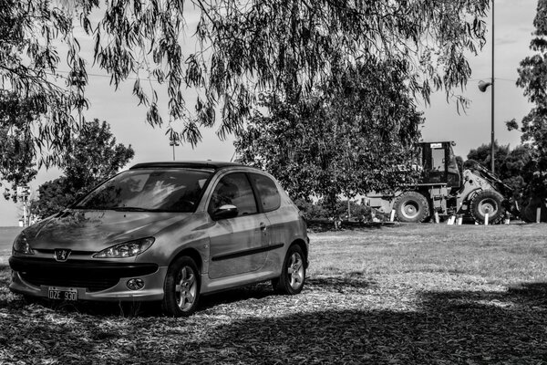 Black and white photo of a car under the shadow of a huge tree