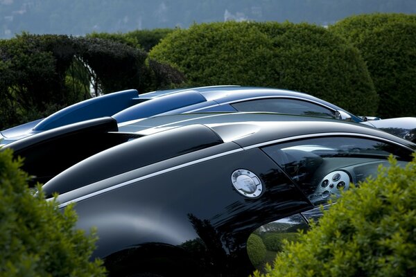 Luxury car among the greenery