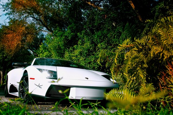 The car is white stylish among nature